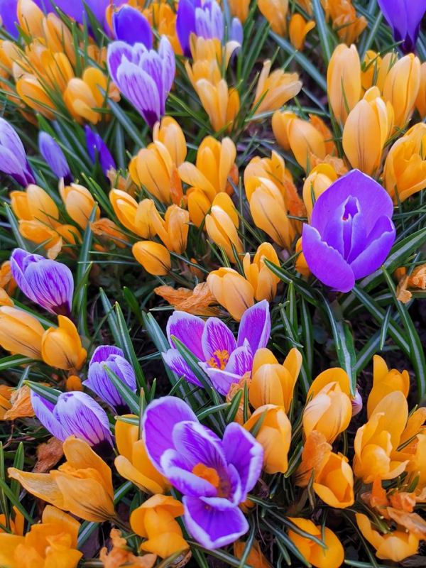 ​Цветочное сердце весны расцвело в Ростовском кремле