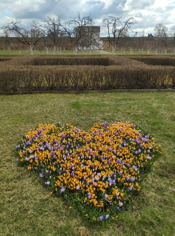 ​Цветочное сердце весны расцвело в Ростовском кремле