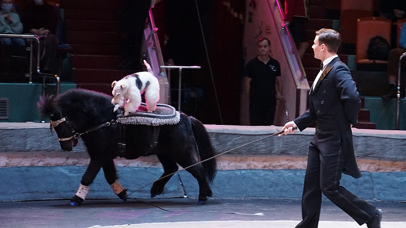 В Ярославском цирке прошло благотворительное представление для работников медучереждений